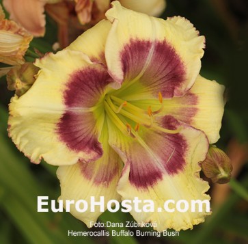 Hemerocallis Buffalo Burning Bush