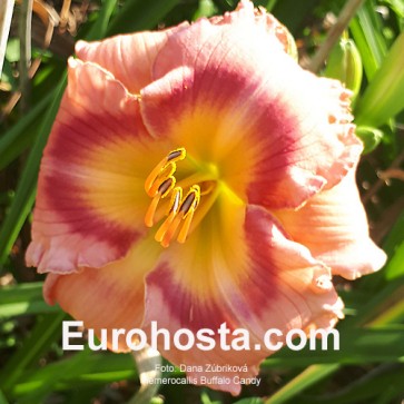 Hemerocallis Buffalo Candy