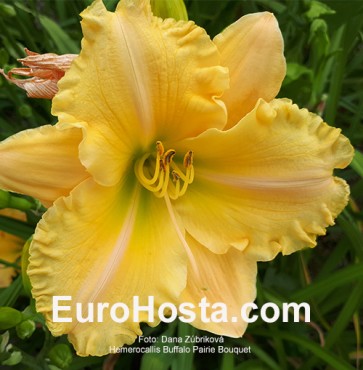 Hemerocallis Buffalo Pairie Bouquet