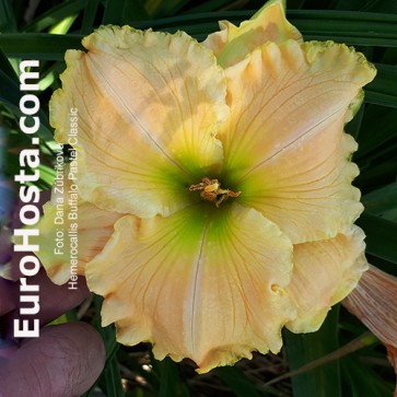 Hemerocallis Buffalo Pastel Classic