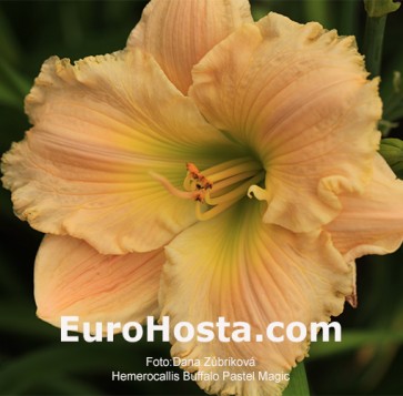 Hemerocallis Buffalo Pastel Magic
