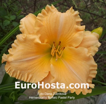 Hemerocallis Buffalo Pastel Party