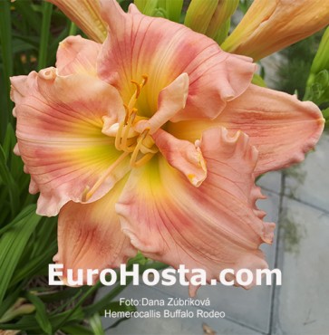 Hemerocallis Buffalo Rodeo