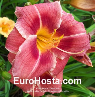 Hemerocallis Buffalo Strawberry Smoothie