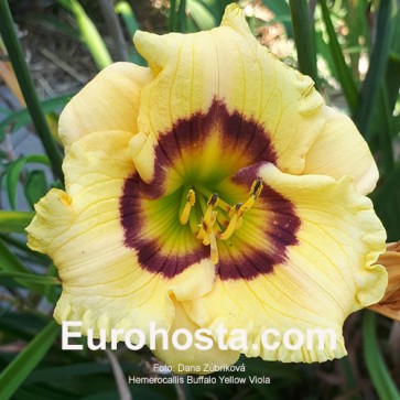 Hemerocallis Buffalo Yellow Viola 