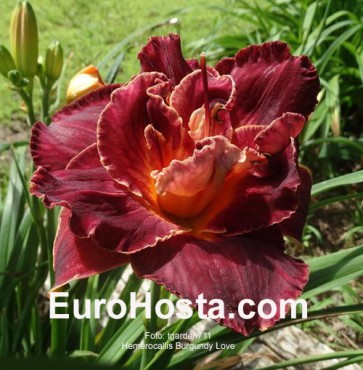 Hemerocallis Burgundy Love