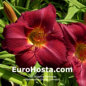 Hemerocallis Charles Johnston 