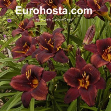 Hemerocallis Chocolate Candy - Eurohosta