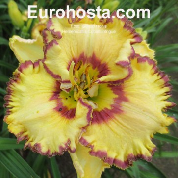 Hemerocallis Cobalt Intrigue