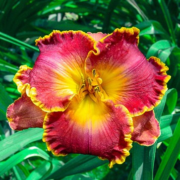 Hemerocallis Color Symphony