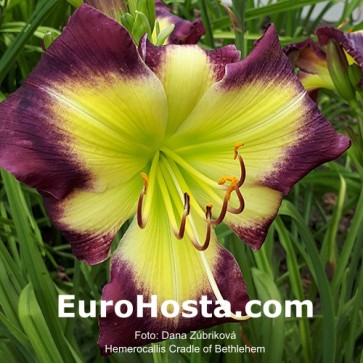 Hemerocallis Cradle of Bethlehem - Eurohosta