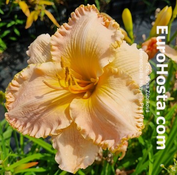 Hemerocallis Heavenly Pink Fang - Eurohosta