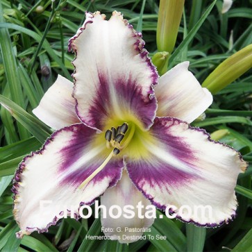 Hemerocallis Destined To See - Eurohosta