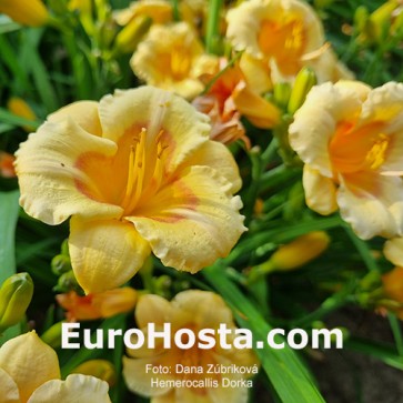 Hemerocallis Dorka