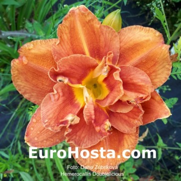 Hemerocallis Doublelicious