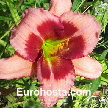 Hemerocallis Dress Pink - Eurohosta