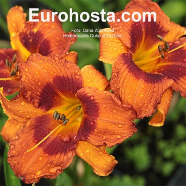 Hemerocallis Duke of Durham