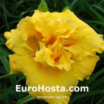 Hemerocallis Egg Yolk