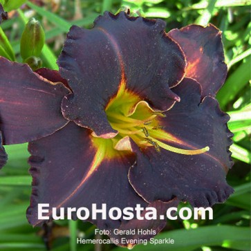 Hemerocallis Evening Sparkle