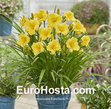 Hemerocallis EveryDaylily Gold