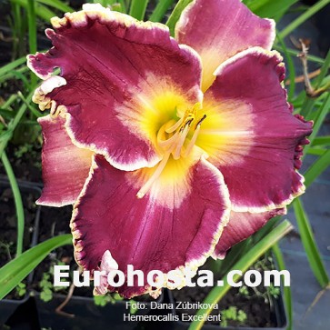 Hemerocallis Excellent