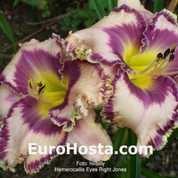 Hemerocallis Eyes Right Jones