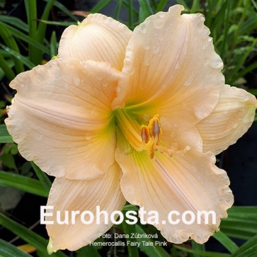 Hemerocallis Fairy Tale Pink