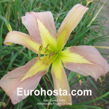 Hemerocallis Fingers of Time