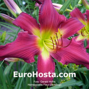 Hemerocallis Fleur-De-Mingo