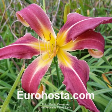 Hemerocallis Flying Early