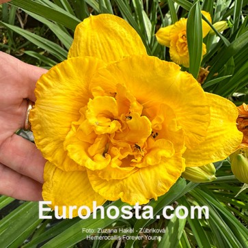 Hemerocallis Forever Young - Eurohosta