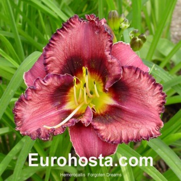 Hemerocallis Forgotten Dreams - Eurohosta