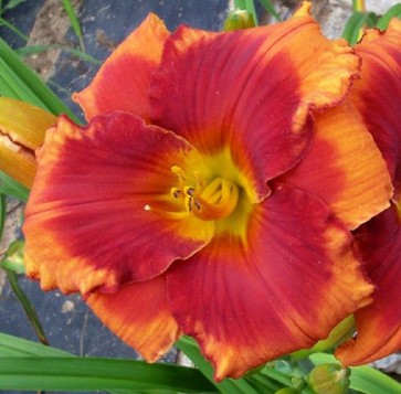 Hemerocallis Frank Smith