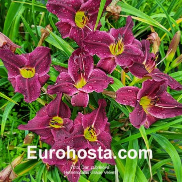 Hemerocallis Grape Velvet - Eurohosta