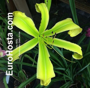 Hemerocallis Green Arrow