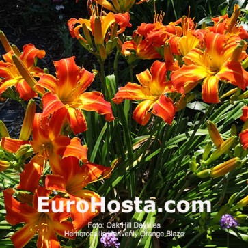 Hemerocallis Heavenly Orange Blaze