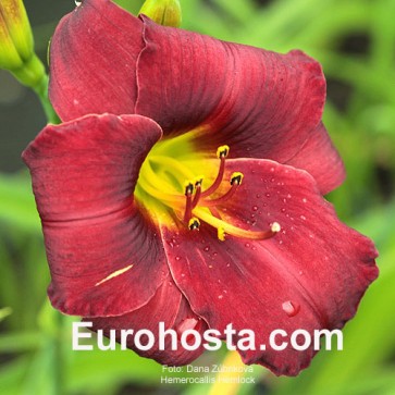 Hemerocallis Hemlock - Eurohosta