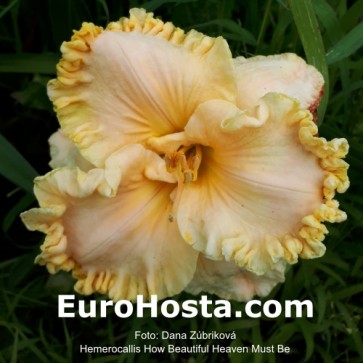 Hemerocallis How Beautiful Heaven Must Be - Eurohosta