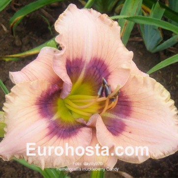 Hemerocallis Huckleberry Candy