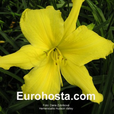 Hemerocallis Hudson Valley - Eurohosta