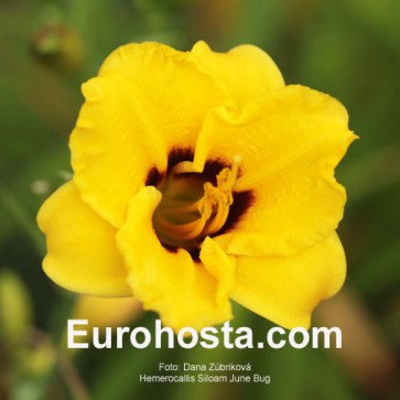 Hemerocallis Siloam June Bug - Eurohosta