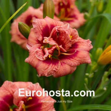 Hemerocallis Just my Size - Eurohosta