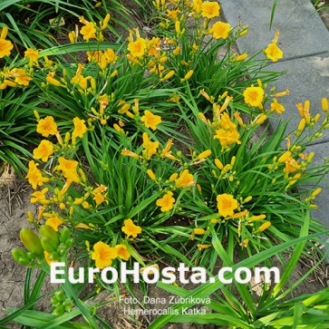 Hemerocallis Katka