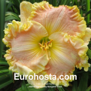 Hemerocallis Lady Margaret Rose 