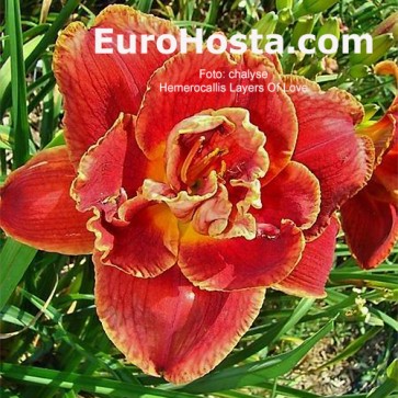 Hemerocallis Layers Of Love