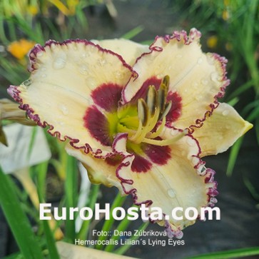 Hemerocallis Lillian´s Lying Eyes