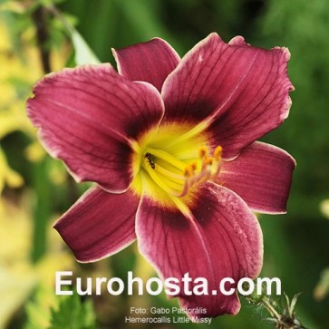 Hemerocallis Little Missy - Eurohosta