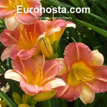 Hemerocallis Longfields Butterfly