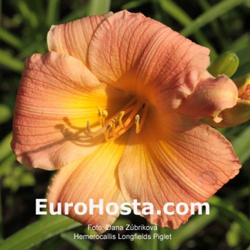 Hemerocallis Longfields Piglet