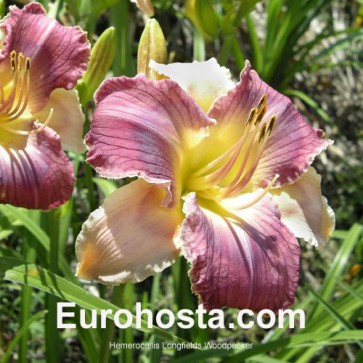 Hemerocallis Longfields Woodpecker